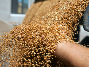 Getreide schiesst aus der Getreidereinigungsmaschine in einen Auffangbehälter und wird von einer Hand geprüft.